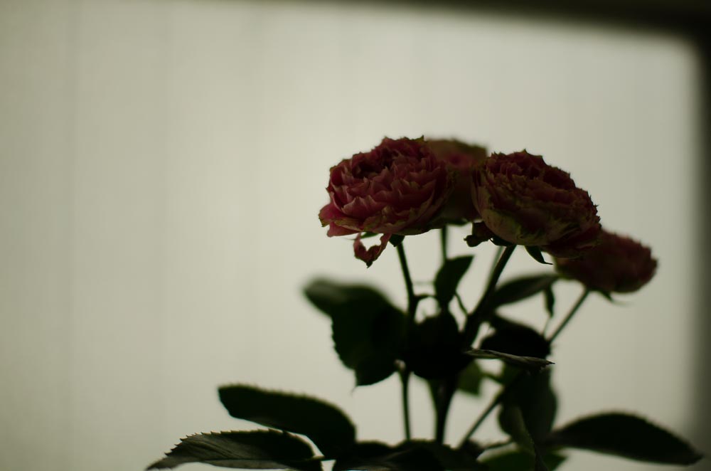 低彩度の花の写真