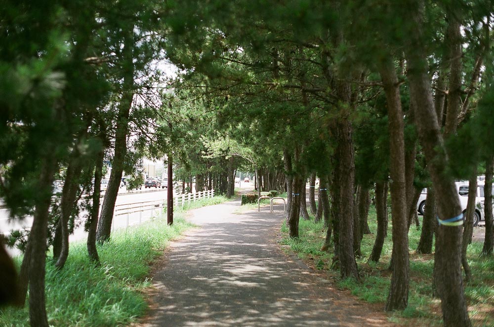 松の木の道の写真