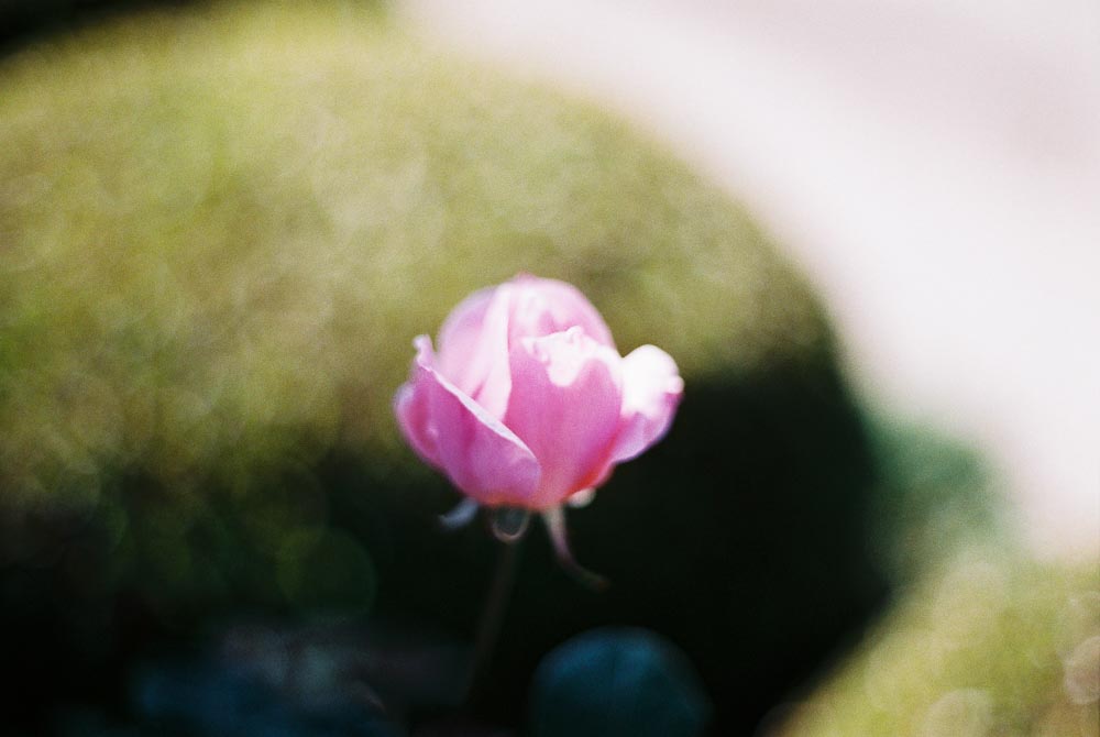 ピンクの花の写真